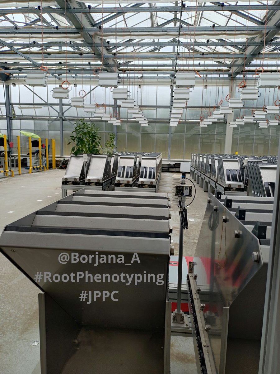 Borjana Arsova (@borjana_a) on Twitter photo The @ibg2Root team is preparing for another #Root #Phenotyping exp. in the #JPPC automated rhizotrons facility <a href="/fz_juelich/">Forschungszentrum Jülich | @fzj@social.fz-juelich</a>. This time #wheat recombinant inbred line population for the <a href="/wish_roots/">EJP Soil - WISH-ROOTS</a> project (<a href="/EJPSOIL/">EJP SOIL</a>).
🤞That the little 🤖 keep working as they should. The @ibg2Root team is preparing for another #Root #Phenotyping exp. in the #JPPC automated rhizotrons facility <a href="/fz_juelich/">Forschungszentrum Jülich | @fzj@social.fz-juelich</a>. This time #wheat recombinant inbred line population for the <a href="/wish_roots/">EJP Soil - WISH-ROOTS</a> project (<a href="/EJPSOIL/">EJP SOIL</a>).
🤞That the little 🤖 keep working as they should.