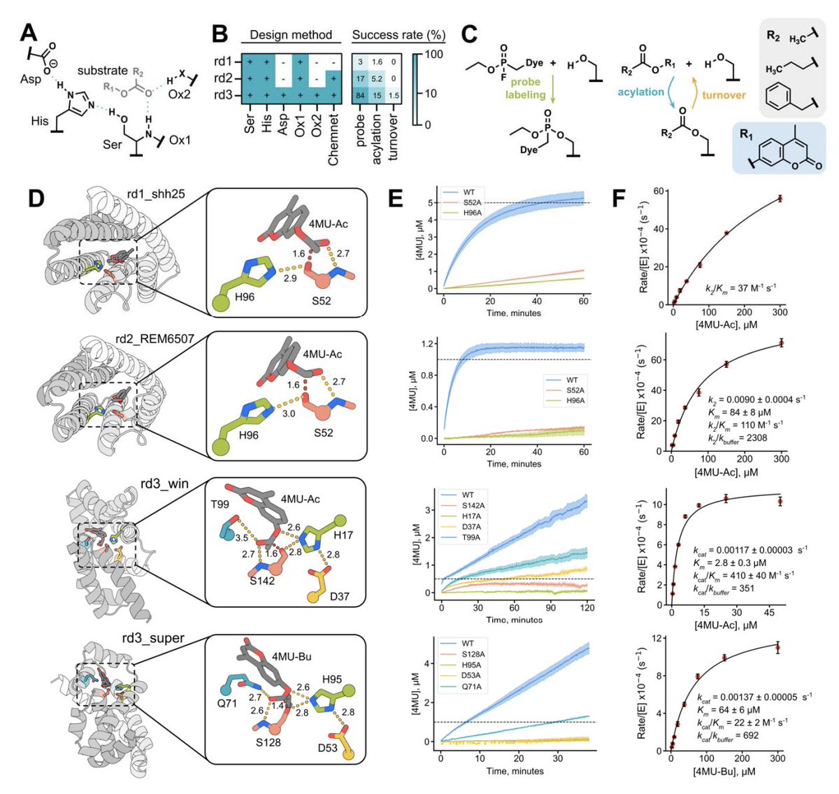 Kevin K. Yang 楊凱筌 (@kevinkaichuang) on Twitter photo ML for the de novo design of serine hydrolases
Anna Lauko Samuel Pellock <a href="/KieraSumida/">Kiera Sumida</a> <a href="/DaveJuergens/">David Juergens</a> ML for the de novo design of serine hydrolases
Anna Lauko Samuel Pellock <a href="/KieraSumida/">Kiera Sumida</a> <a href="/DaveJuergens/">David Juergens</a>
