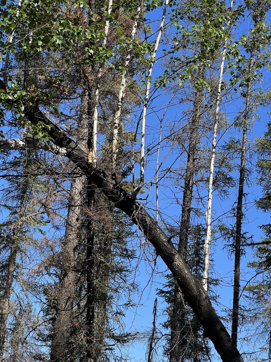 One of the coolest trees I’ve ever seen! A fire killed Paper Birch (I think?) that is resprouting from the burnt trunk, forming a little ecosystem in the sky!