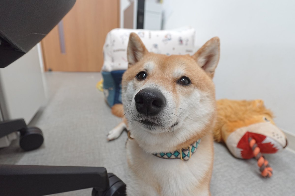 kugayama_doggie's tweet photo. 寝ぼけてポケーっとしてる時の写真😊💭
#豆柴 #豆柴のいる暮らし #犬 #犬のいる幸せ #dogs #petslife https://t.co/cFqXCcb0HI