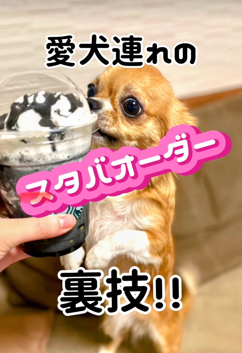 kazuire92's tweet image. 昨日知った愛犬連れスタバ利用の裏技！いや、私が知らなかっただけでスタンダードなのかも？
いずれにしても新作の焼き芋フラペチーノ美味しかった。
#スタバ新作
#チワワ
#犬好きさんと繋がりたい

youtube.com/shorts/UcpWq3G…