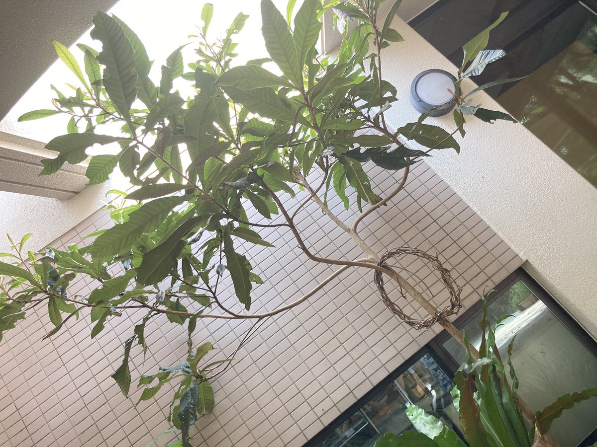 tabirakonchu's tweet photo. おはようございます🌞

この写真の中にナナフシが6匹います👀 https://t.co/iZ5JoREQbV