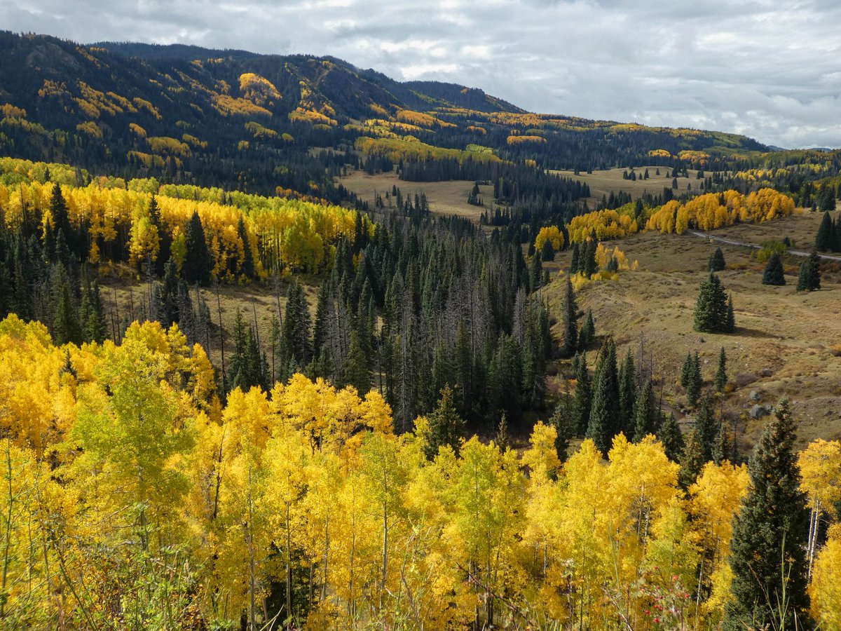505Nomad's tweet image. Chama valley

#autumn #aspens #NewMexico #gold #travel #daytrip #roadtrip #fallcolor