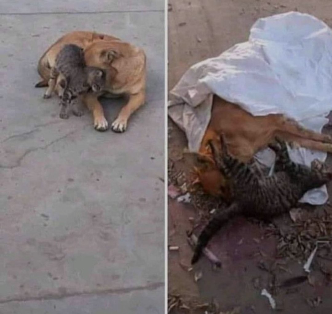 Bu kadar mı azalır, insanda, insan mayası.