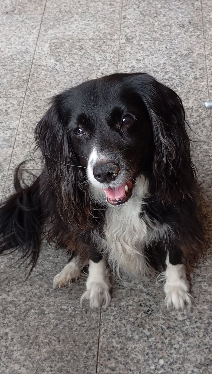 bostoroloo's tweet photo. Lorena,tu madre,tú amiga y tú pueblo sois sencillamente EXTRAORDINARIOS y ejemplo de dedicación,de lucha y de amor a los animales.
Tengo adoptada una perrita desde hace 8 años. 
Quiero adoptar a Snowy (me ha enamorado).
 Os he escrito a través de vuestra web #volandovoylaaxarquia https://t.co/u6mYyizbLs
