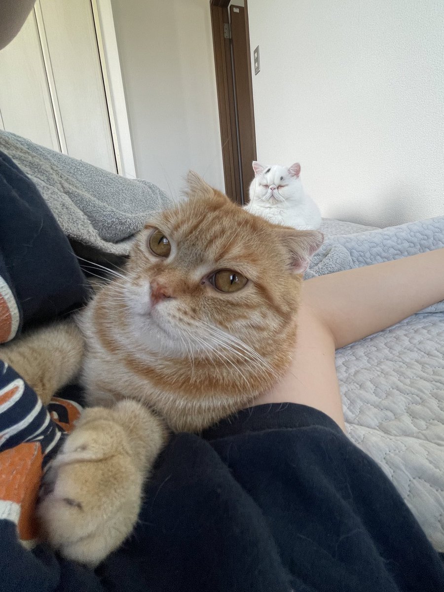 ふくまる（福丸） (@fukumaru_1001) / Posts / X