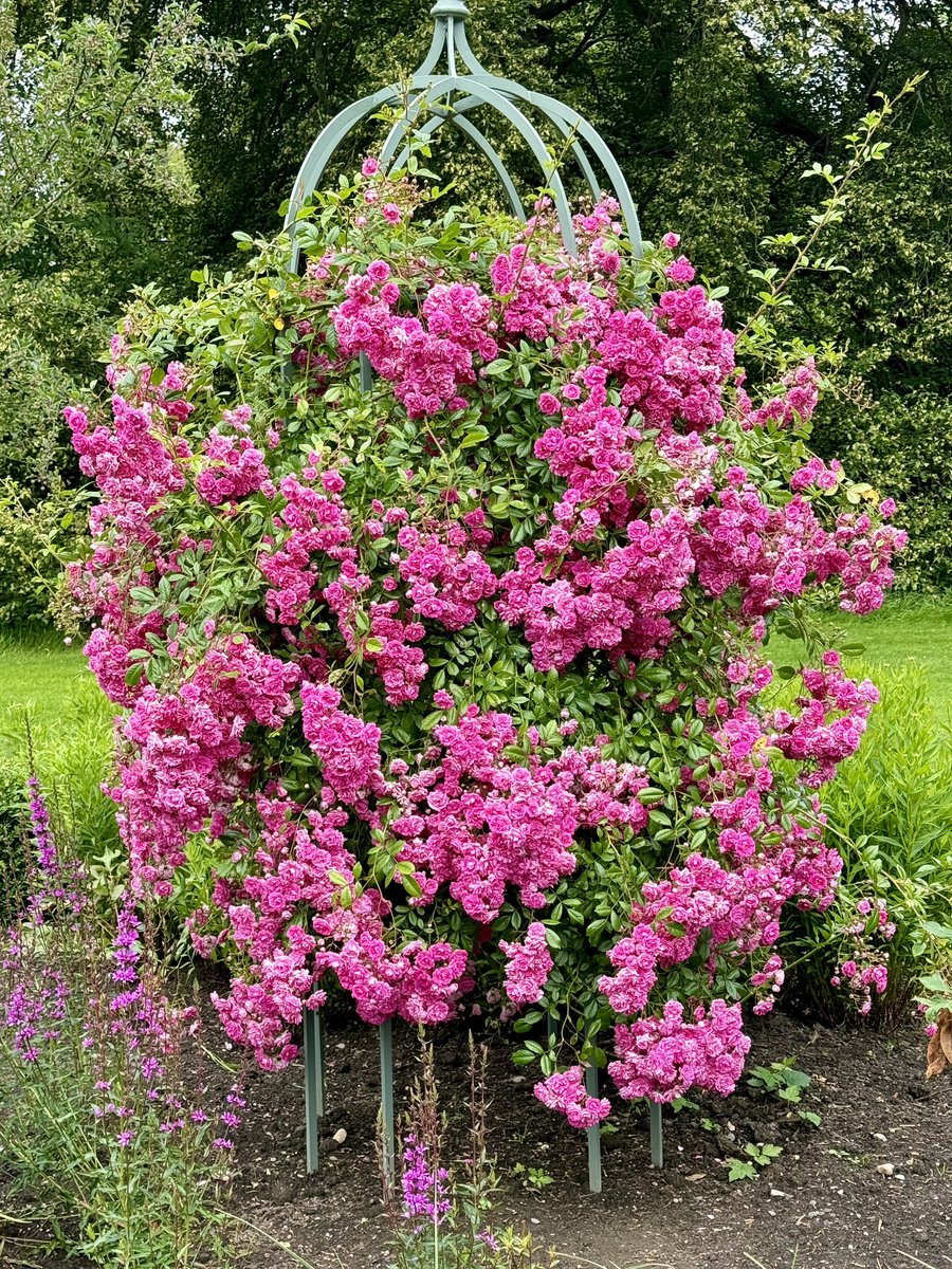 I visited <a href="/CholmondeleyCas/">Cholmondeley Castle Gardens</a> back in July when the roses were looking amazing but had forgotten to post this photo. Climbing roses scramble through obelisks in the Lavinia Walk borders, this one absolutely dripping in flowers. #RoseWednesday