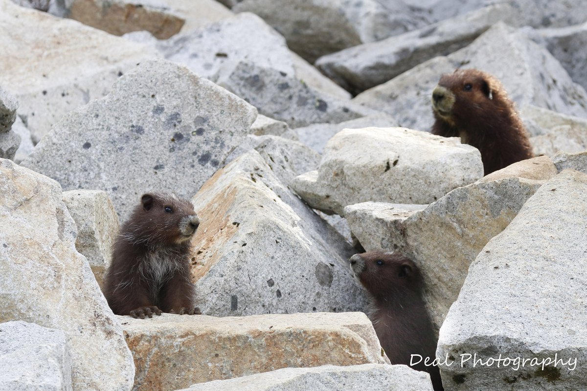 MarmotRecovery's tweet image. There are at least 86 wild-born pups this year! For the record, that is the largest number of wild-born pups that have ever been recorded in a single year for this critically endangered species.