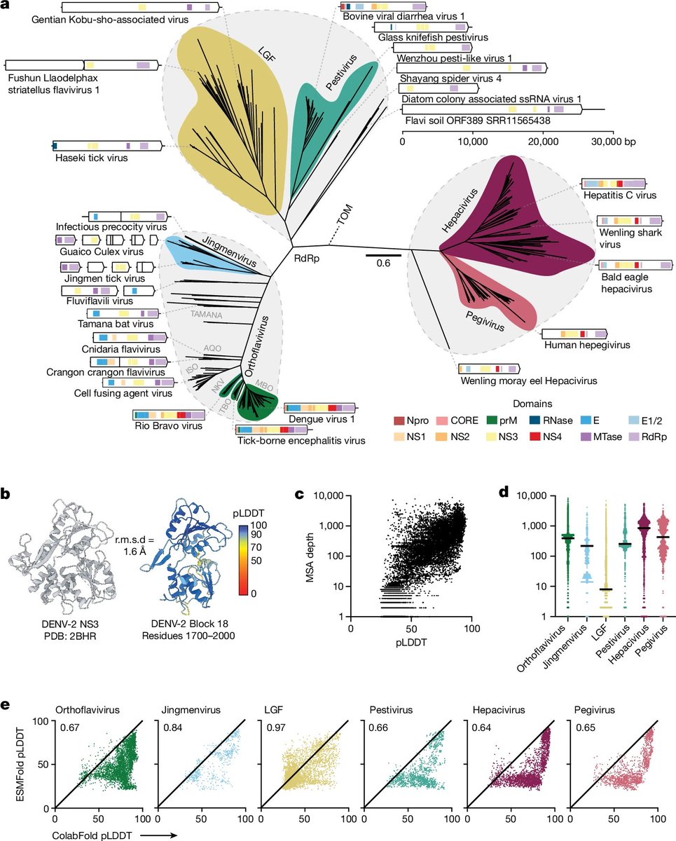 Mapping glycoprotein structure reveals Flaviviridae evolutionary history | <a href="/Nature/">nature</a> 
- Collect 458 Flaviviridae genomes (11 novel) and build a family-wide phylogeny with three distinct clades, using conserved NS5 sequences encoding RdRp
- Build a large-scale "protein foldome"