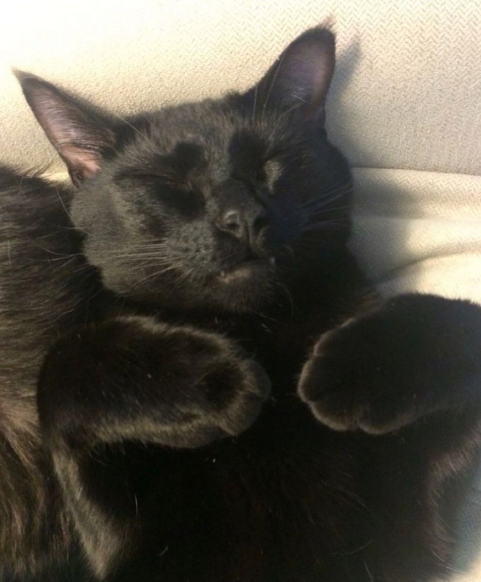 Black cats are not bad luck (@visualscat) on Twitter photo 