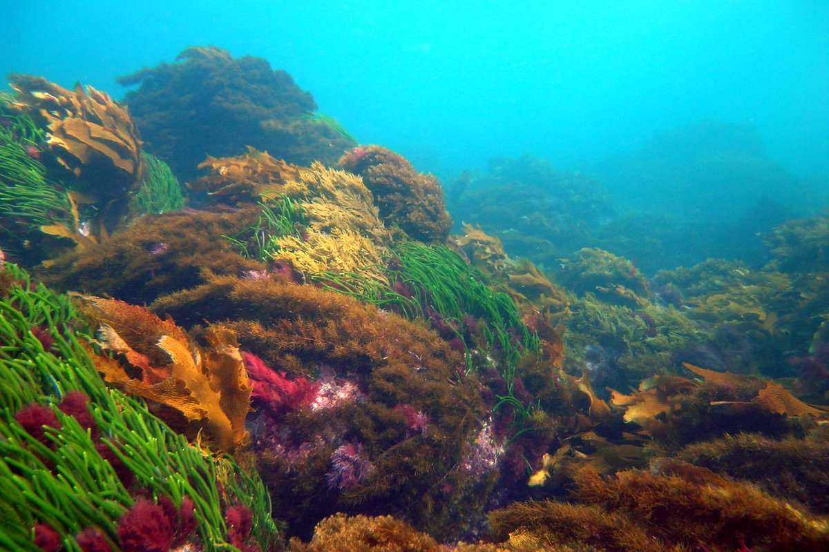 Send in your manuscript on your latest research with #multibeam #backscatter or #watercolumn data to our special issue in Frontiers in Remote Sensing on "Multibeam Echosounder Backscatter: Advances and Applications" Open until 22 December 24. 
frontiersin.org/research-topic…