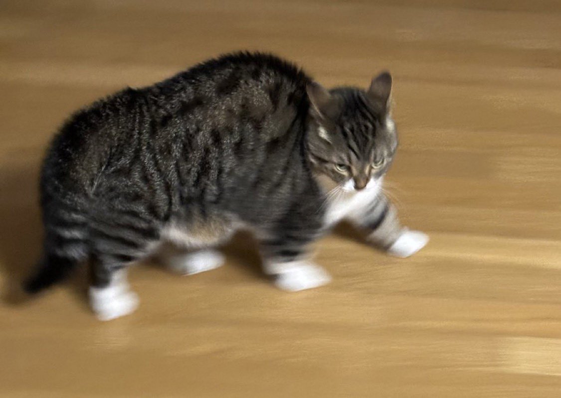 trvekvlt333's tweet image. 참치는왤캐웃기지ㅋㅋ