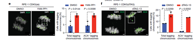 Using two orthogonal chemical genetic approaches, we show that CDK5, an atypical CDK essential in non-dividing neuronal cells, plays an important role in mitosis in preventing mitotic errors. Abrogation of CDK5 prior to mitosis led to chromosome mis-segregation and nuclear atypia