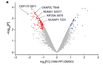 With the help of our collaborator <a href="/AmandaPaulovich/">Amanda Paulovich</a>, we used phosphoproteomic analysis to identify putative CDK5 substrates that may account for this phenotype.