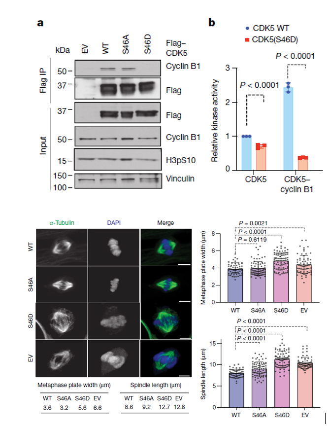 Loss of CDK5-Cyclin B1 interaction abolished CDK5 activity in vitro (thanks to our collaborator Kavita Shah) and phenocopied CDK5 abrogation in mitosis. CDK5–cyclin B1 is thus a canonical CDK–cyclin complex that plays an essential role in maintaining genome integrity.