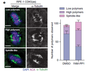We found that these errors occur because spindle microtubules that separate sister chromatids during mitosis become abnormally stable in the absence of CDK5, preventing cells from correcting chromosome attachment errors.