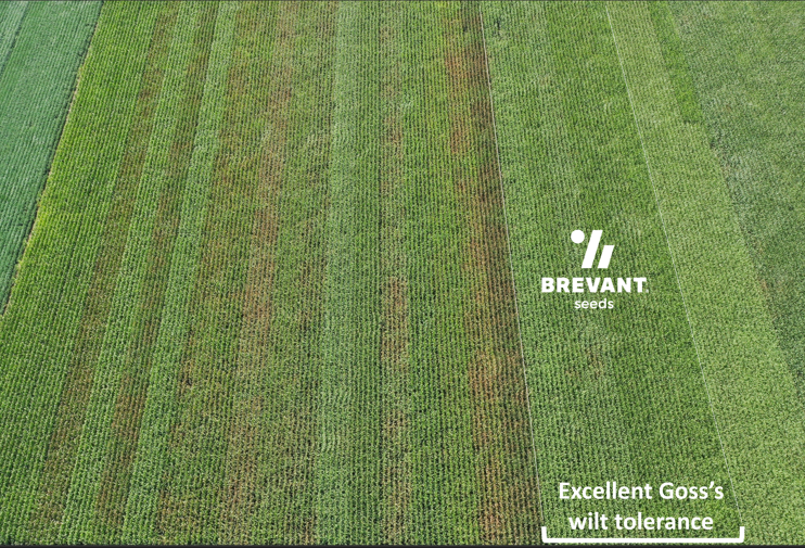 Check out this drone shot from Inwood, Iowa—proof of Brevant Seeds' competitive edge with Goss’s Wilt tolerance. This is why you 'Win So Big' with Brevant! 🌽 Big thanks to Tony Moellers for capturing the advantage we bring to the field. #BrevantSeeds #WinSoBig