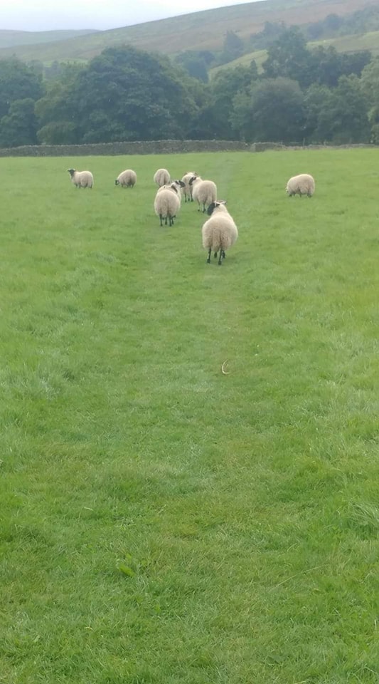 play_grow_learn's tweet image. 2 I&apos;m sure you&apos;ve heard of Sheep on a Jeep (&amp;amp;even Sheep go to Sleep)-I don&apos;t have a good rhyme but,for awhile, it was Sheep Lead the Blind-apparently I should&apos;ve read Sheep Take a Hike!
 #GrowingReaders #ChildrensBooks #c2challenge  #England #YorkshireDalesNationalPark #Parenting