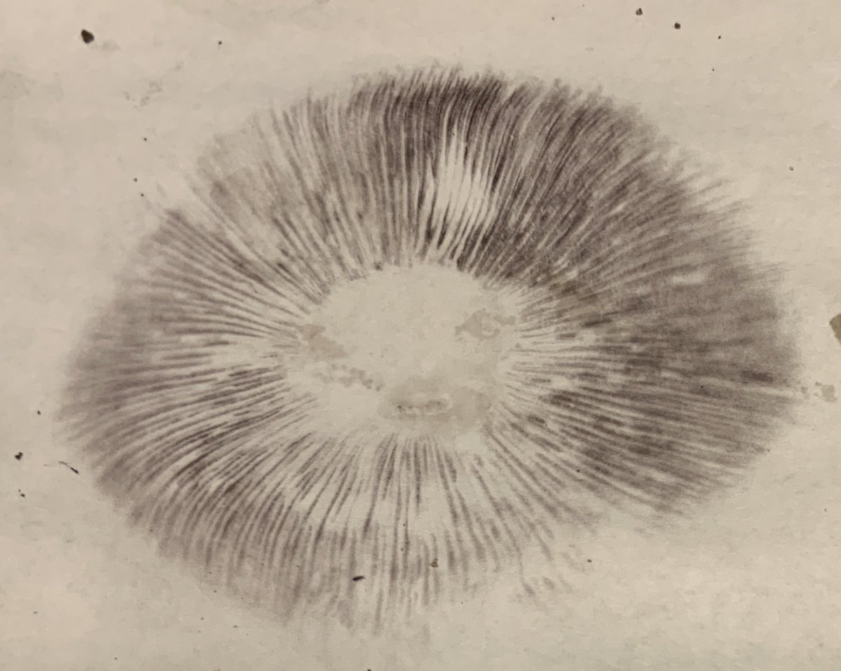 Winecap mushroom (STROPHARIA RUGOSO-ANNULATA) spore print! 

fieldforest.net/product/wine-c…

#ShadeGardening