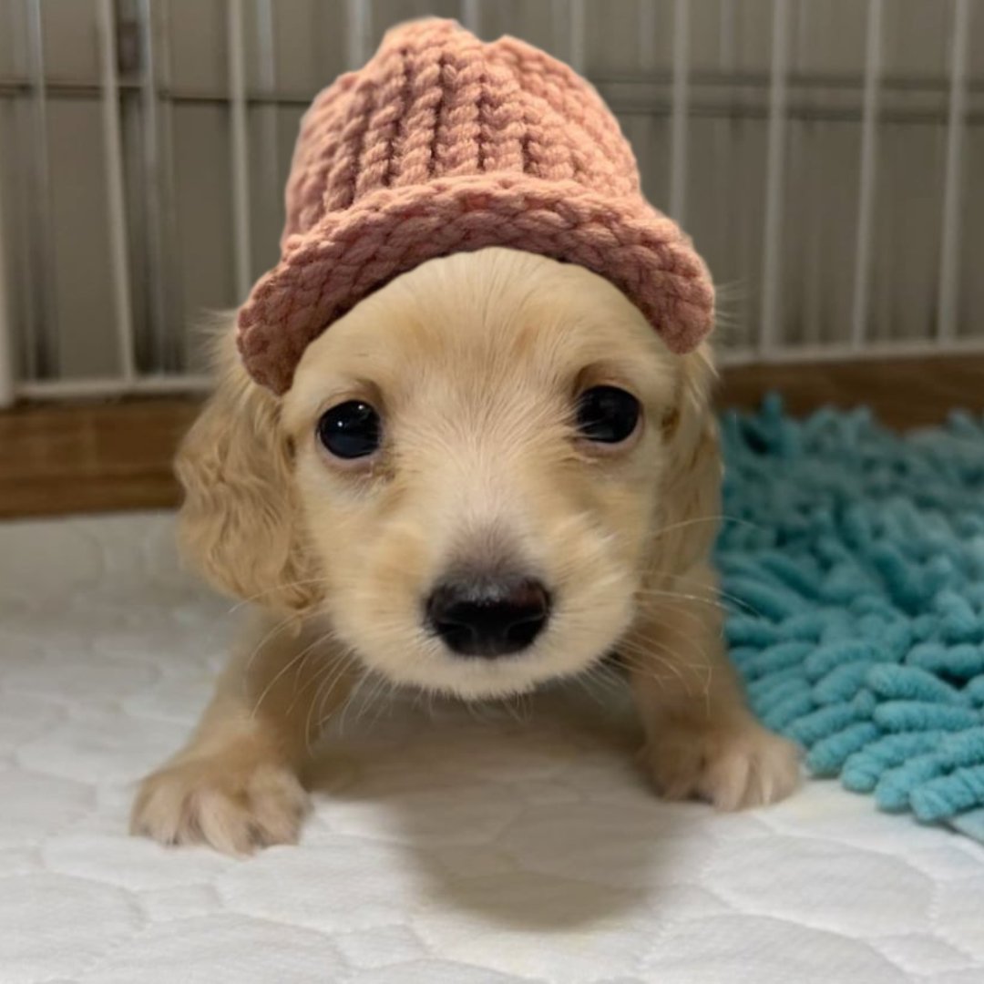 <a href="/blknoiz06/">Ansem</a> You're right

$Bobby has incredible hat technology