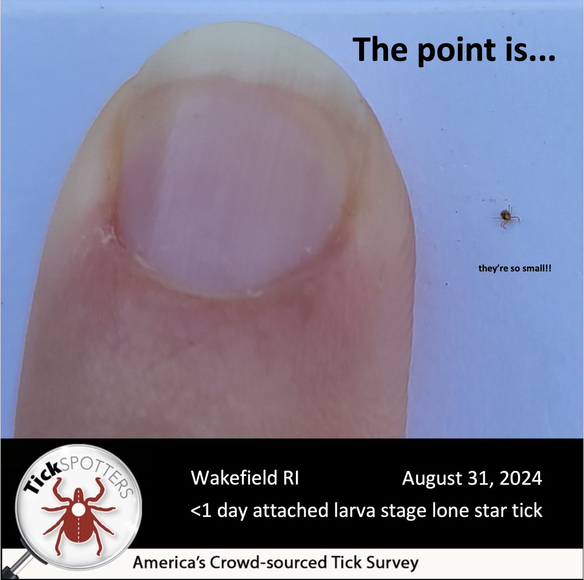 All types of ticks come in small, medium and large life stages. But this photo really puts into perspective the meaning of small. You really do have to look to find them. bit.ly/ticks_so_small1