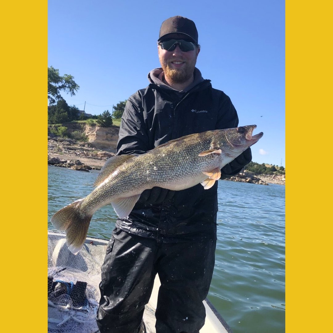 🥳It's O-fish-ally #OneDayforSTATE!! 🥳Pictured is PhD student Logan Zebro, who works w/ Dr. Alison Coulter using acoustic telemetry data to inform management of invasive &amp; sportfish species in flowing water systems. To support NRM &amp; SDState today, visit: givecampus.com/q30f0j.