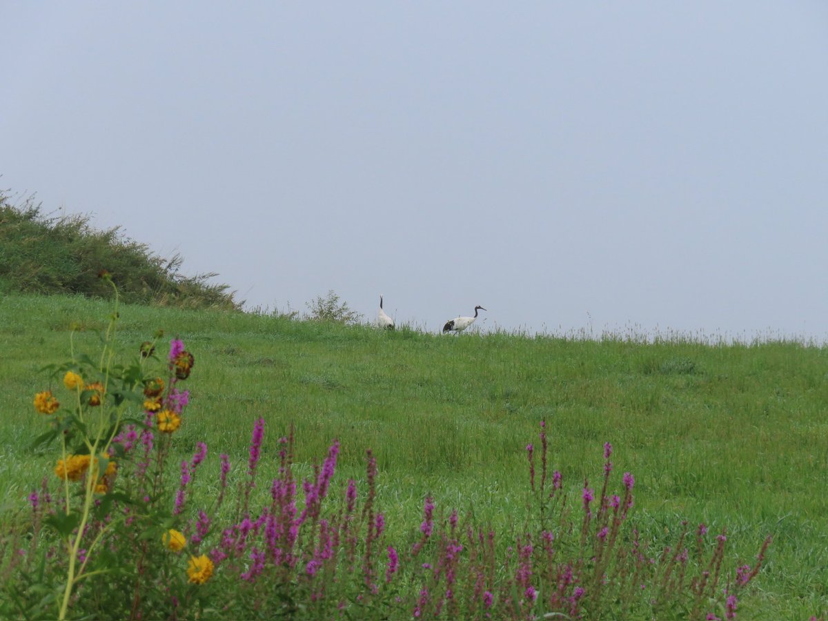 今年も姿を見せてくれました🙌
タンチョウさん🥰
