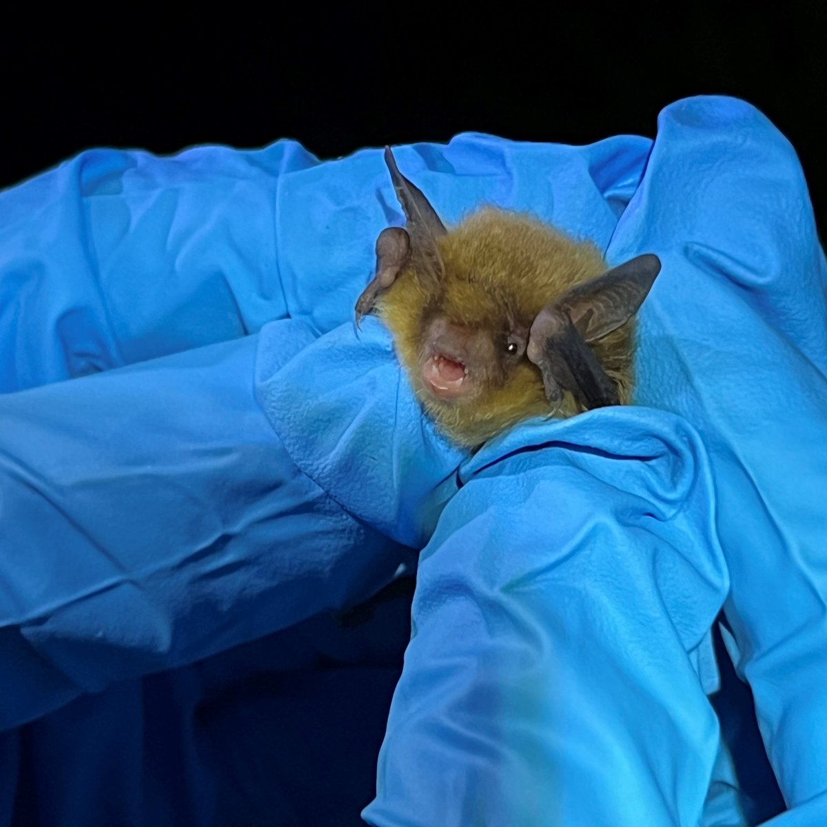 NRM's Cheeseman Lab is working on the first statewide systematic bat survey! PhD student Maya P &amp; undergrad Chuck W traveled SoDak this summer to collect data, &amp; pictured is a Northern Long-Eared Bat! Support our 'batty' research ideas @:  givecampus.com/q30f0j #OneDayforSTATE