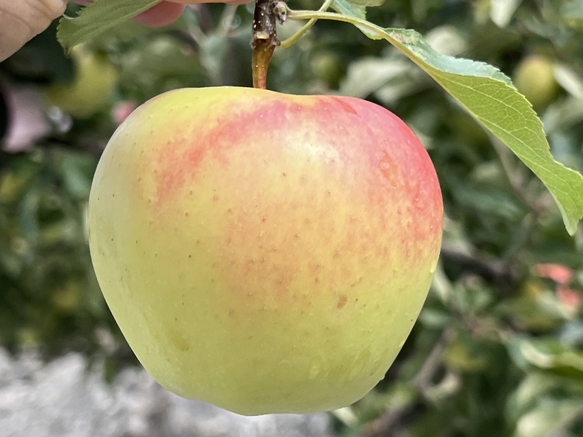 How are #Apples called in different languages?

Urdu: سیب (Saib)
Persian: سیب (Sib)
Turkish: Elma
French: Pomme
Spanish: Manzana
German: Apfel
Swedish: Äpple
Dutch: Appel
Italian: Mela
Russian: Yabloko