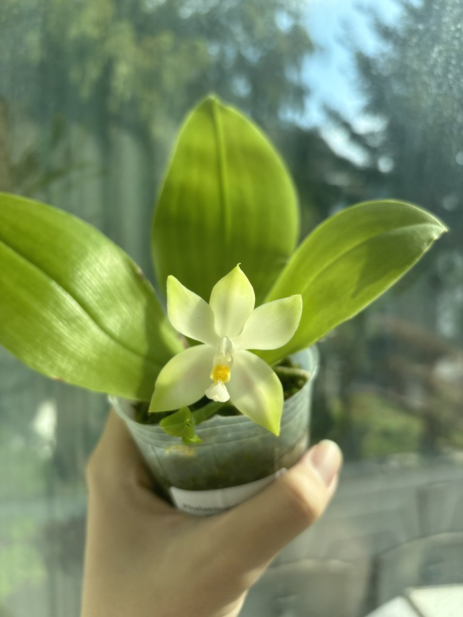 사카 트친소중! (@saka_plant) on Twitter photo 