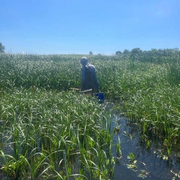 ⏰Time to meet undergrad Carter, who worked w/Dr. Dave Coulter's lab to study aquatic macroinvertebrates this summer! On #OneDayforSTATE, your donations help NRM send students like him to professional conferences. Gifts of any size have a BIG impact! givecampus.com/q30f0j