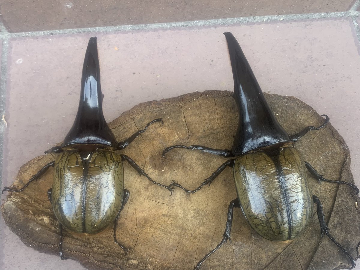 ＃メテオ
来年は更なる個体を
:(；ﾞﾟ'ωﾟ'):