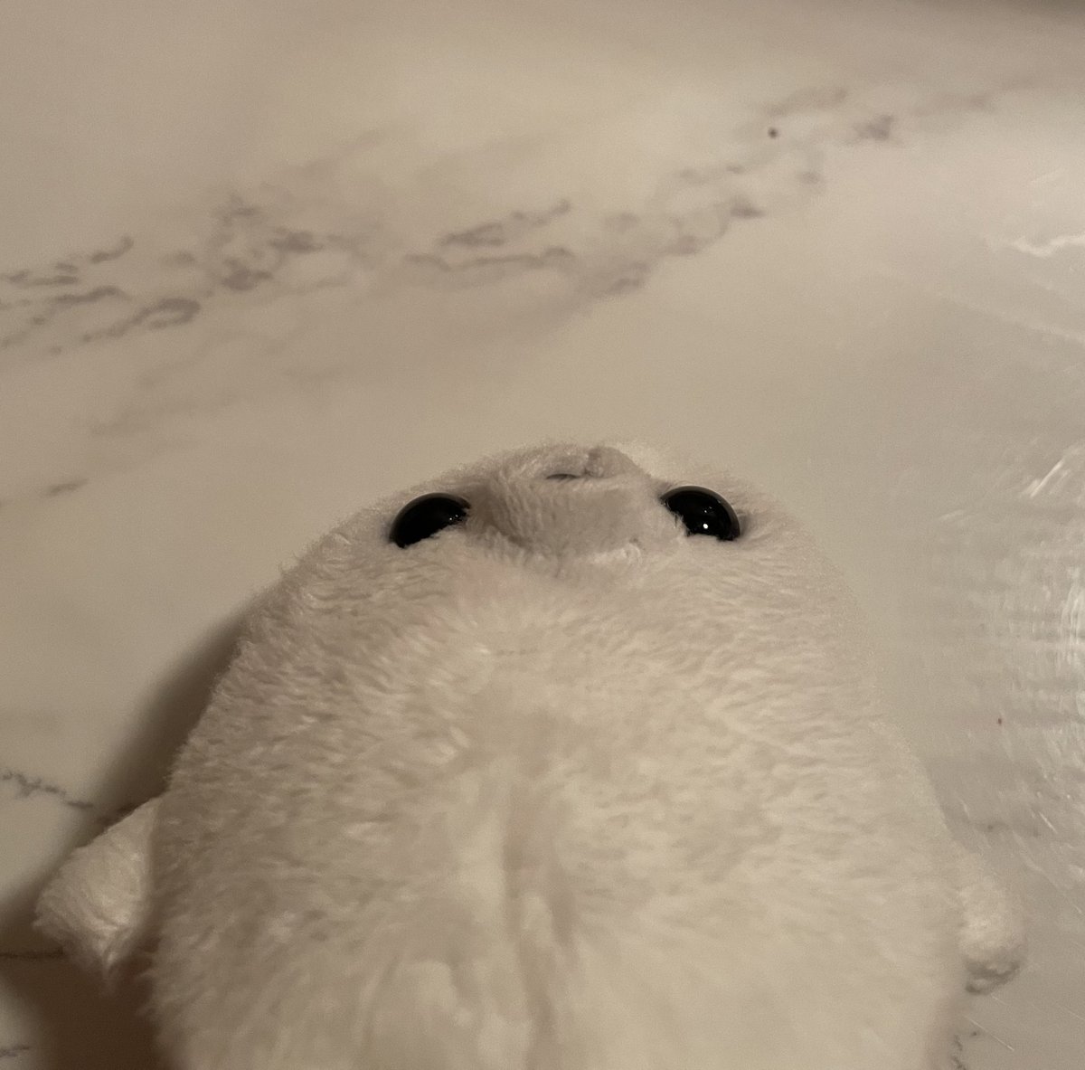 下から見てもまんまるでした