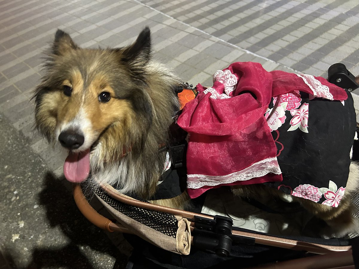 イベントで浴衣着せて写真撮って貰った時のデータがきた🥰
2枚目は近くのお祭り散歩🐾
#シェルティ #浴衣 #リメイク