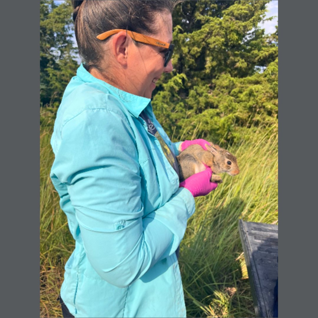 Ears Up!🐰Briana, grad student in Dr. Cheeseman’s lab, is studying the ecological importance of small mammals in habitat types &amp; diversity of those communities on a reclaimed bombing range in the Badlands. Celebrate rabbit research on #OneDayforSTATE @ givecampus.com/q30f0j