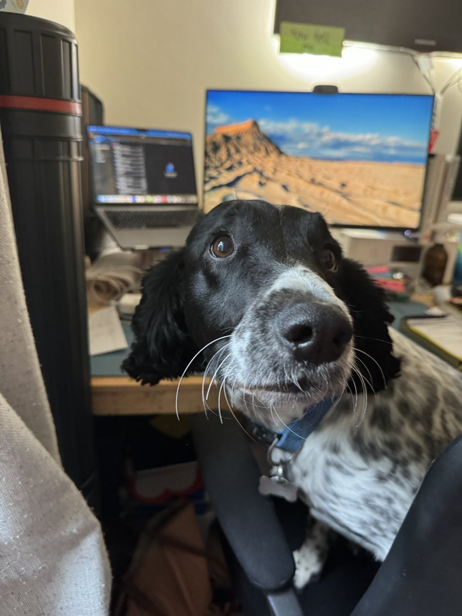 Basil 🌿 ‘Batman’ & Maggie Moo🐮Mar tweet media