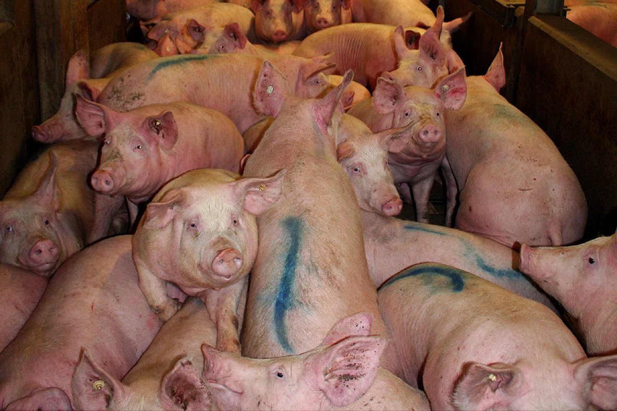 An alle Fleischfresser:
Wusstet ihr das?