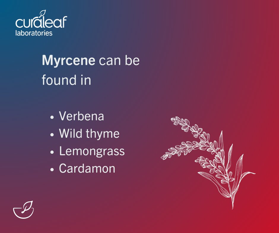 Take a few seconds to learn about the cannabis terpene giant - myrcene. Apart from cannabis, where is myrcene naturally found?