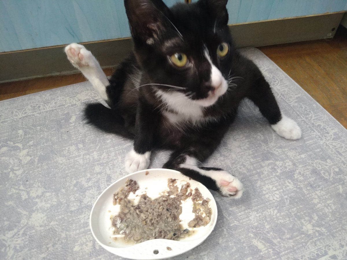 Feliz375's tweet photo. そんなかっこうで
ご飯食べちゃう?!
#ハチワレねこ
#ねこ好き https://t.co/izSoEFWSQ5