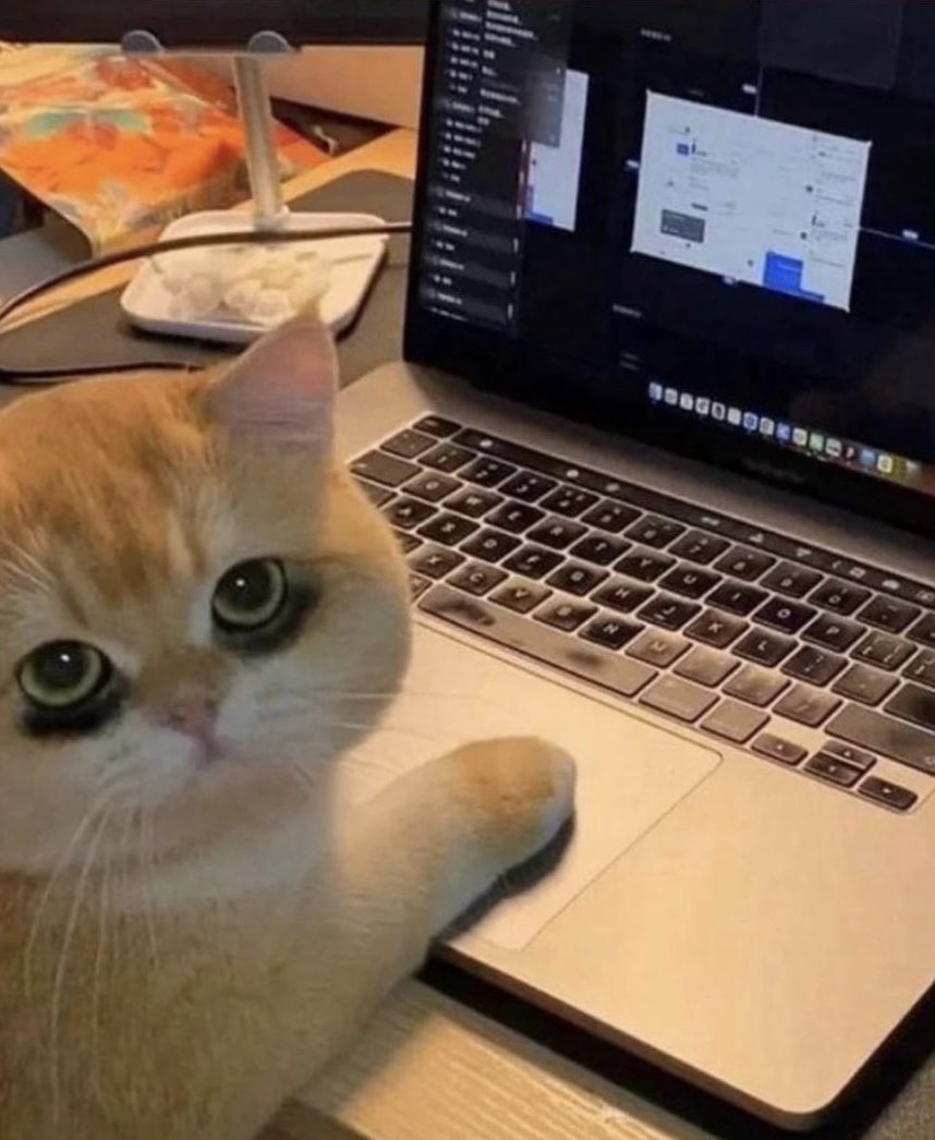 nocontextscats's tweet photo. Did u sleep well? 
Me: https://t.co/aXCSwnN1Fi