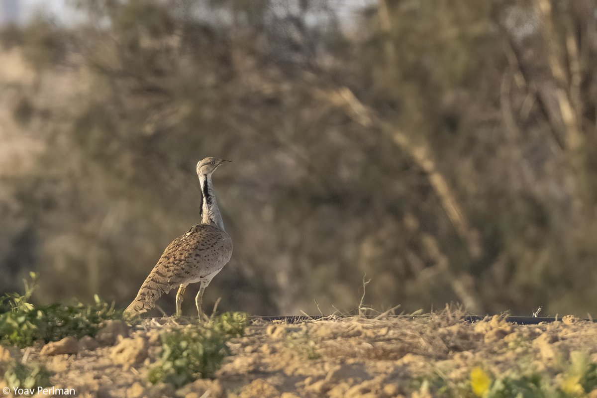 Meet Chalamish, or C114 yellow. This handsome male MacQueen's Bustard was GPS-tagged in 2022 by
<a href="/rashut_hateva/">רשות הטבע והגנים</a> in the western Negev, very close to the Egyptian border. Yesterday, Meidad and me found it with another three bustards in fields not far from where it had been tagged.