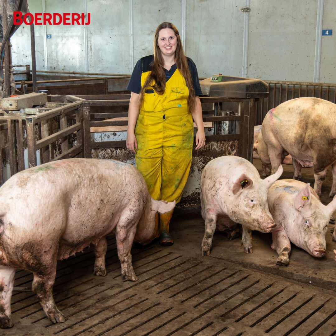 Boerderij_nl's tweet photo. Opvolger Rianne van Beek runt samen met haar ouders een van de weinige bedrijven in de wereld met een zuivere Z-lijn voor Topigs Norsvin, SPF Varkens in Dronten. Het liefst werkt ze in de kraamstal. “Het is mooi om jonge #biggen gezond te zien opgroeien."
https://t.co/QNIuEOmDjb https://t.co/XGY8SIBCZk