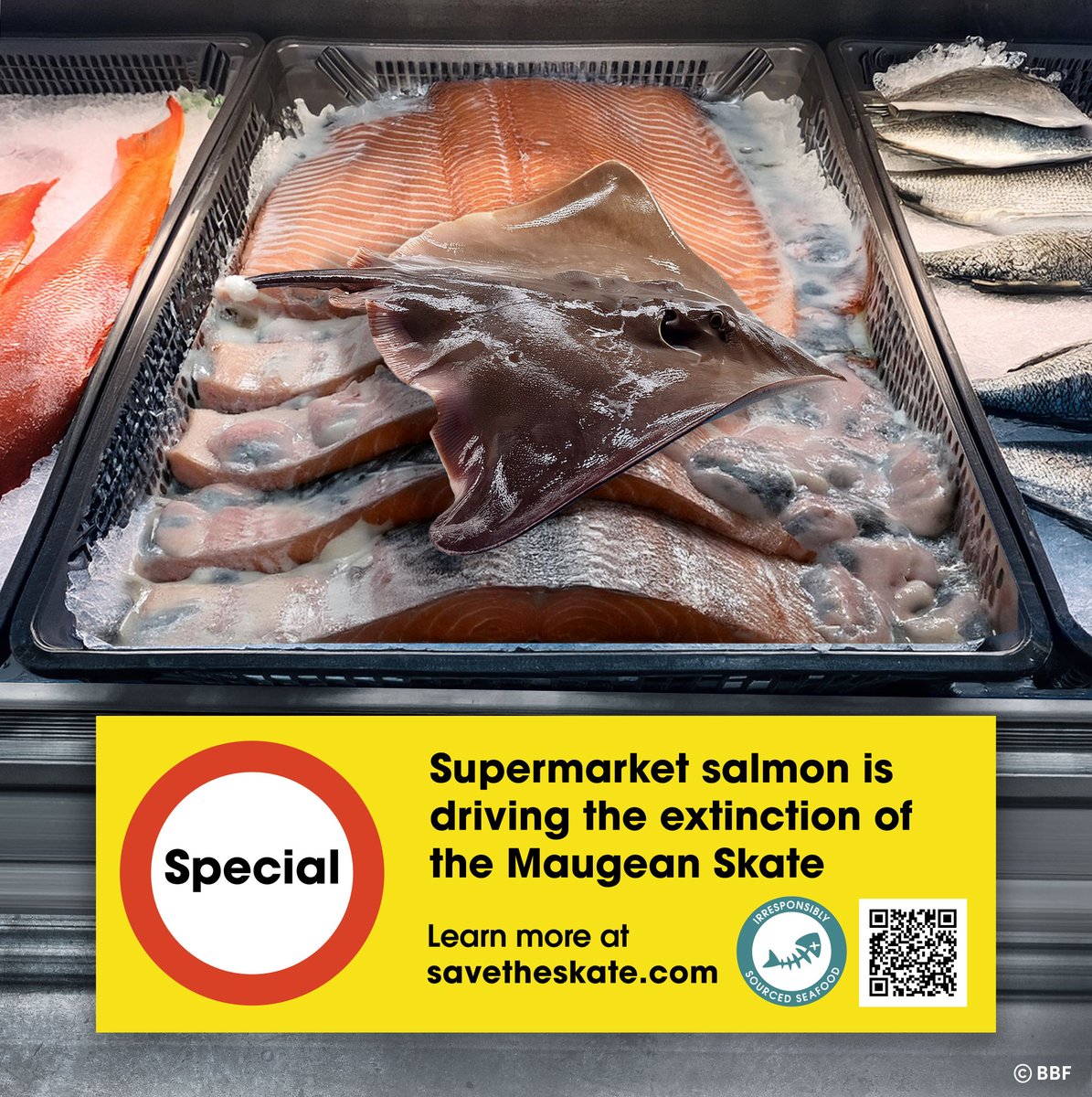 Eko_Movement's tweet photo. Hey @Woolworths, @Coles and @ALDIAustralia
— time to clean up your seafood aisles and #SaveTheSkate!  Supermarket salmon is driving the extinction of the #MaugeanSkate — you must stop selling Macquarie Harbour salmon ❌  Take action at https://t.co/sRDB38l4Au https://t.co/ZImESxes50