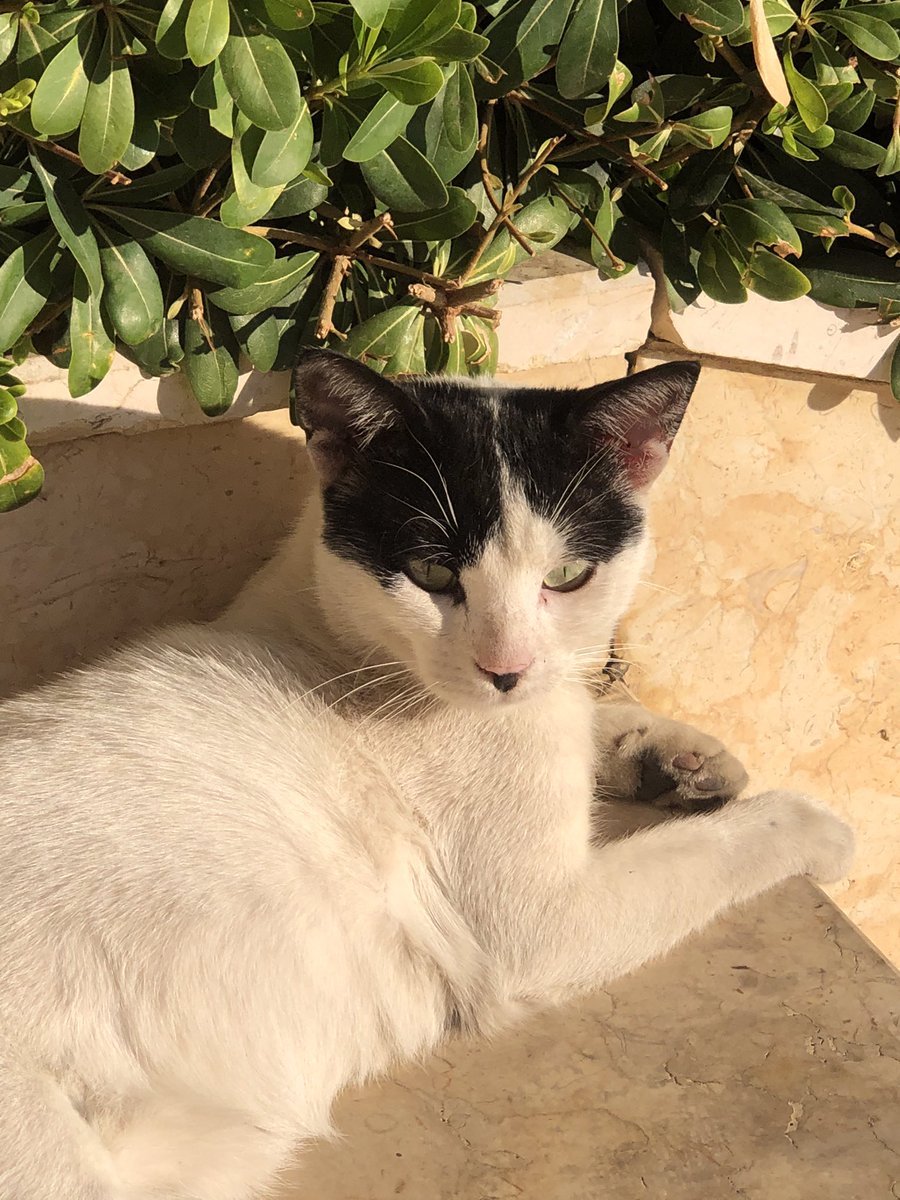 Lovely day dear friends…🌷🍃☕️☀️🐈🧡🤍🖤

#GoodMorningXFriends 🌷 #CoffeeTime ☕️ #CatsLover 🐈 #BeKindAlways 🌸 #MyPhoto 📷 #PeaceAndLove 🕊️