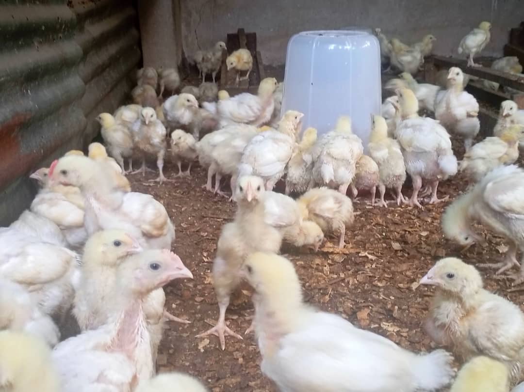 Make una help me tell <a href="/TonyOElumelu/">Tony O. Elumelu, CFR</a> to financially support my poultry Business this Production season. I need am. 3k dollars is all I need from him at the moment.