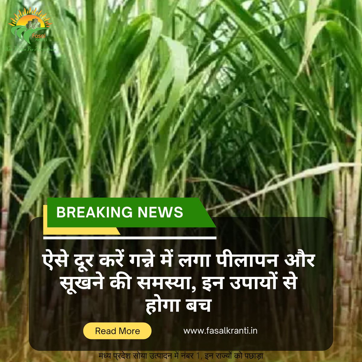 Fasal_Kranti's tweet image. ऐसे दूर करें गन्ने में लगा पीलापन और सूखने की समस्या, इन उपायों से होगा बच
#sugarcane #growingsugarcane #dryness #fasalkranti 
fasalkranti.in/ShowInformatio…