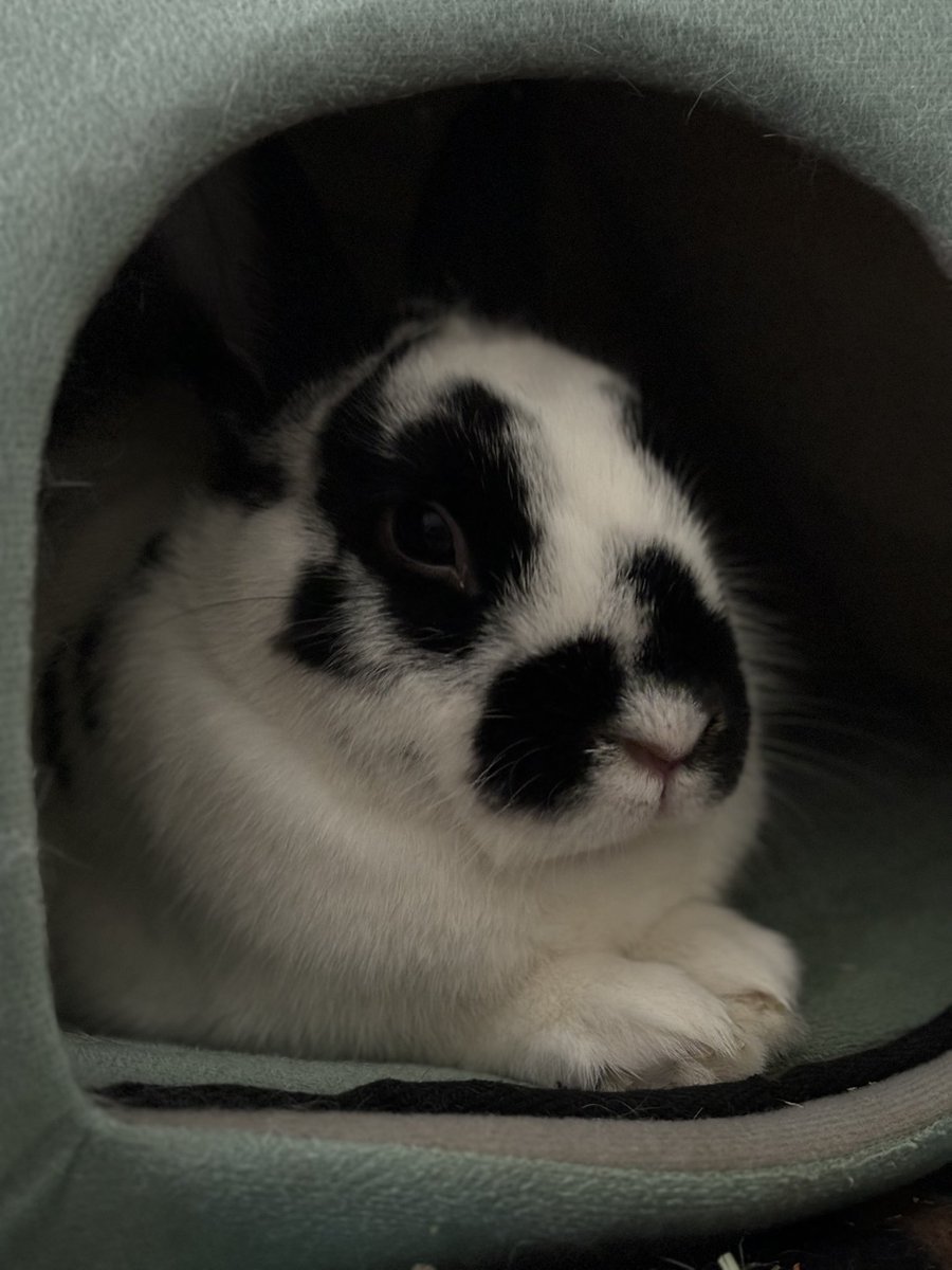 berryberrykat's tweet photo. @OnlyOneOfmember Do you like my bunny?? His name is Bunji🩷

#OnlyOneOf #온리원오브
#이게얼마만에멘파례 https://t.co/pXnSXOlzkc