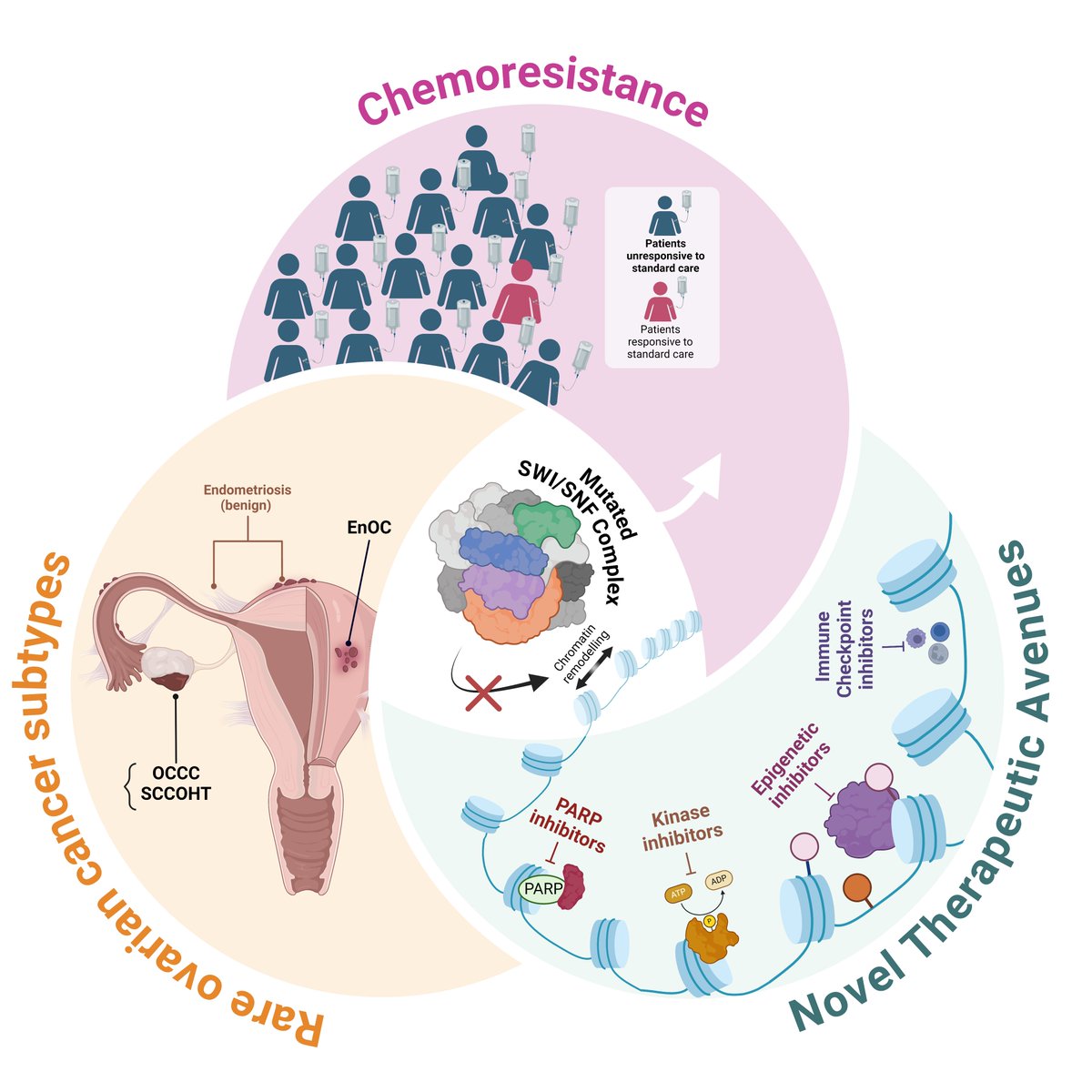 Prof Deborah Marsh (@djmarsh24) on Twitter photo Our new paper deep dives into genetic & epigenetic changes in members of a chromatin remodelling complex in #ovariancancer & #endometriosis. Molecular events reveal new therapeutic options for challenging conditions. #SWISNF mdpi.com/2941244 #mdpicancers via <a href="/Cancers_MDPI/">Cancers MDPI</a> Our new paper deep dives into genetic & epigenetic changes in members of a chromatin remodelling complex in #ovariancancer & #endometriosis. Molecular events reveal new therapeutic options for challenging conditions. #SWISNF mdpi.com/2941244 #mdpicancers via <a href="/Cancers_MDPI/">Cancers MDPI</a>