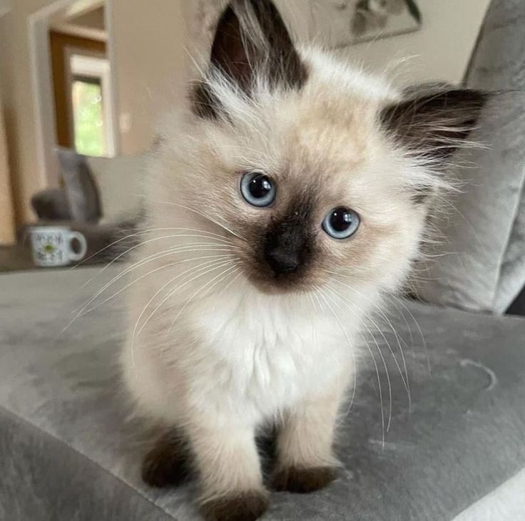 Happy Thursday ❤️🌈

#cats #CatsofTwittter #CatsLover