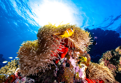 Zootaxa's tweet photo. The clownfish-hosting sea anemones (#Anthozoa: Actiniaria): updated nomenclature, biogeography, and practical field guide.
https://t.co/ChHagCy2Lr
#Taxonomy https://t.co/2NlAtALi7H